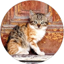 mirco legnani profile picture